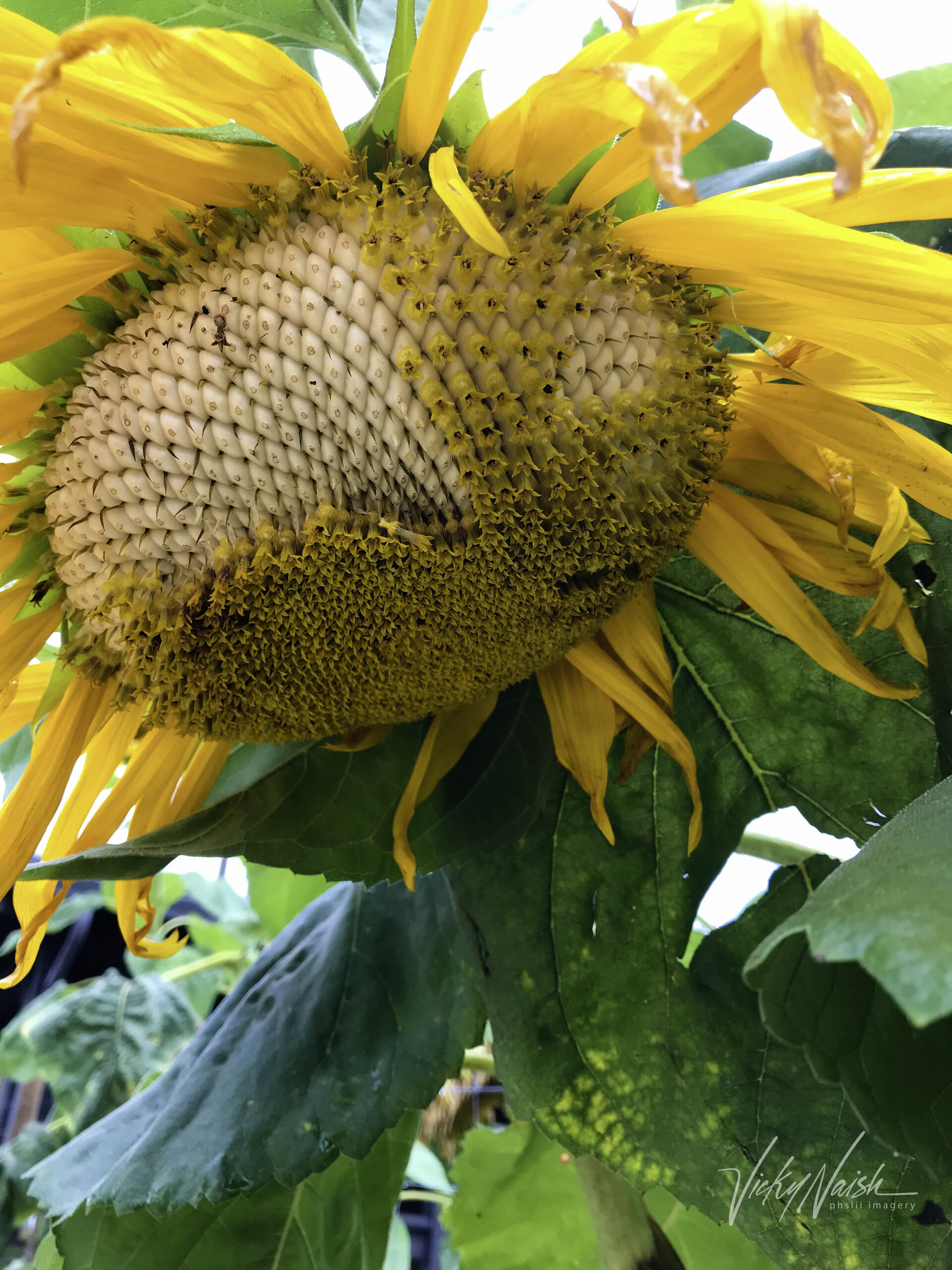closeup of a seed developing sunflower head