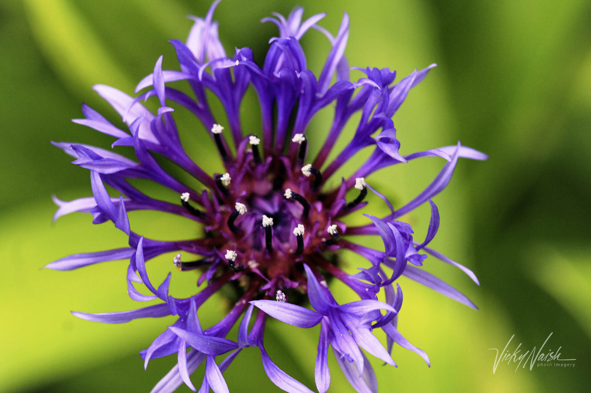 closeup of a purple beebalm flower against a green background