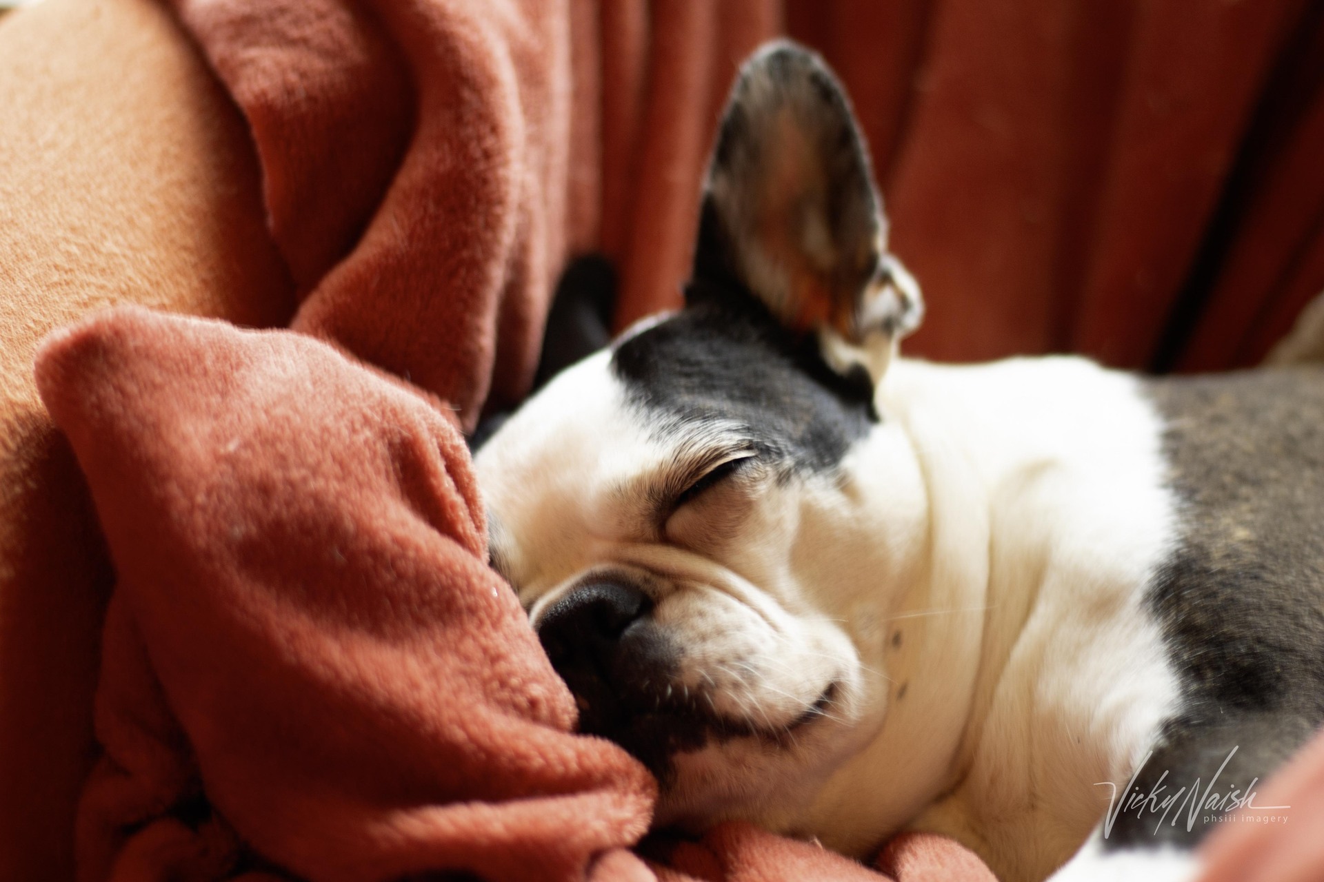 portrait of a black and white Boston terrier sleeping on an orange blanket on an orange chair