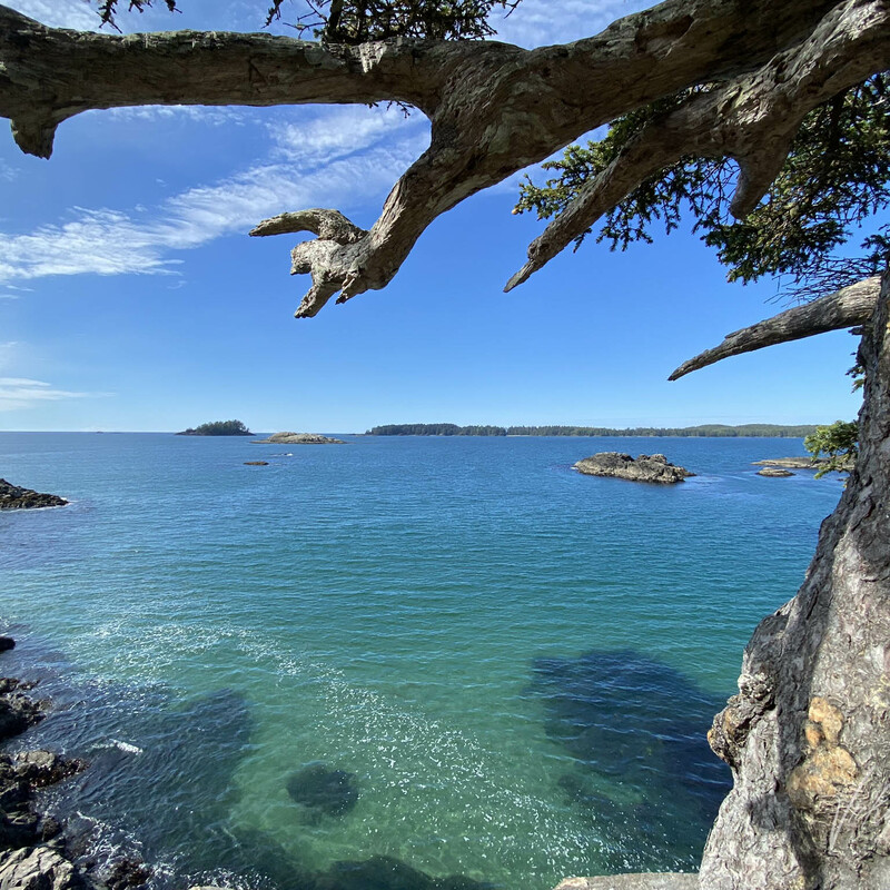 clear aqua ocean water framed by rocky outcrops and tree limbs