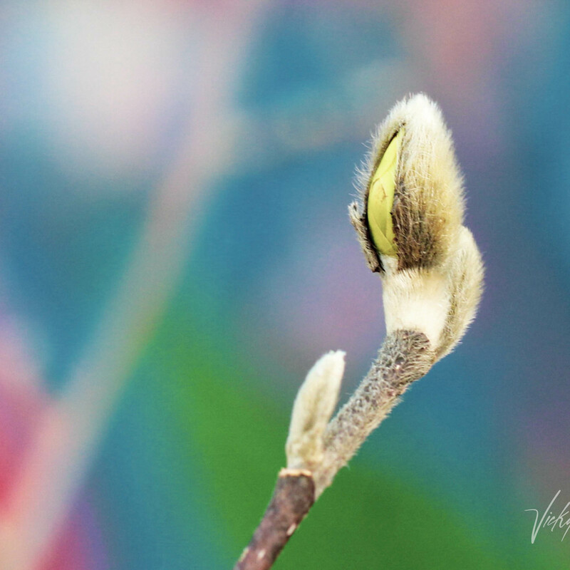 opening bud of a pussy willow set against a bokeh backdrop of a brightly painted mailbox
