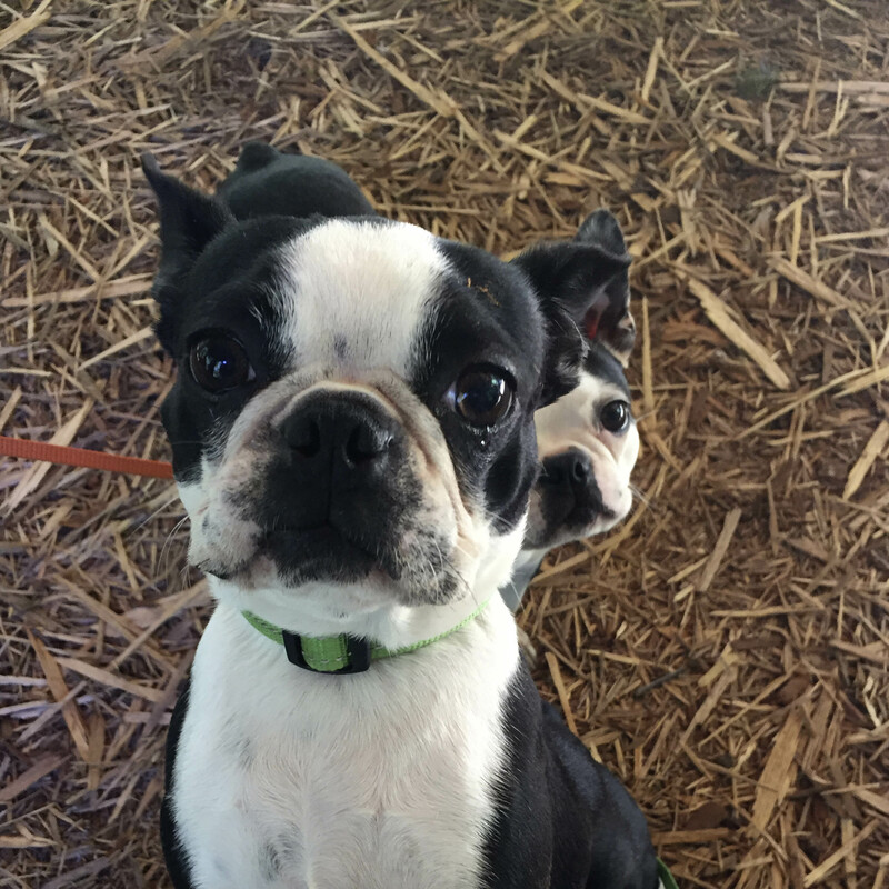 2 cute Boston terriers looking up from ground