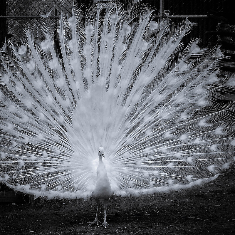 black and white image of white peacock with fully fanned tail
