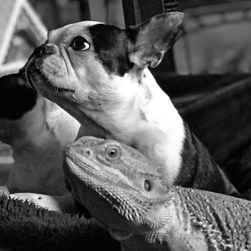 black and white image of 2 Boston terriers and a bearded dragon watching tv together