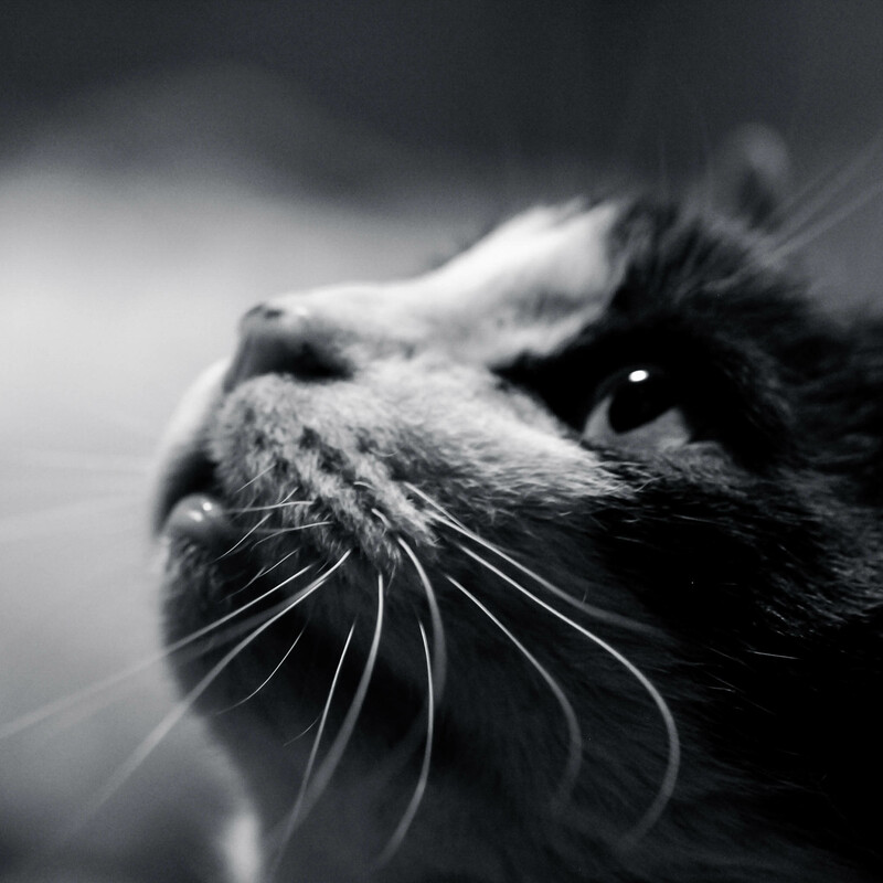 black and white side profile of cat's head and lit face against a bokeh background