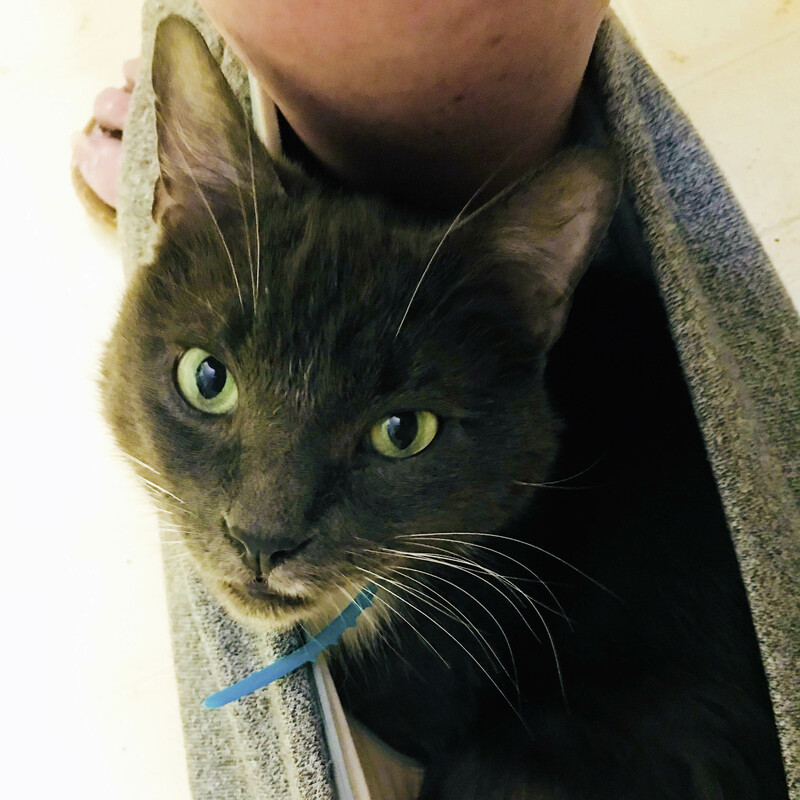 grey cat looking up from his snuggle spot sitting in his owner's pants