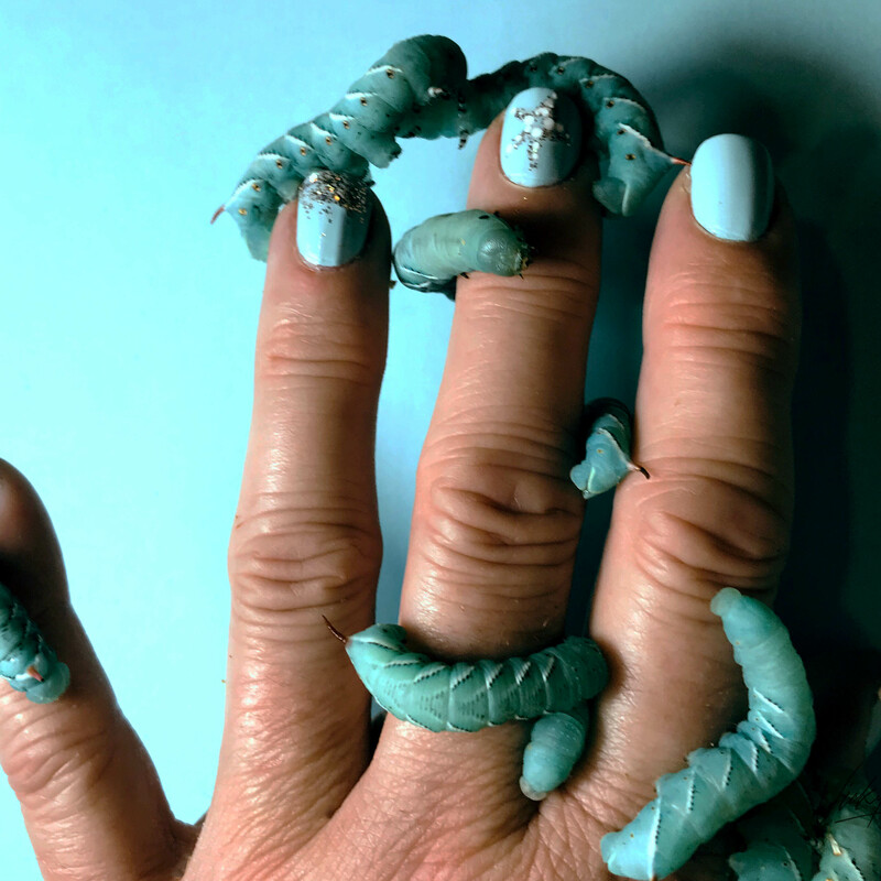 aqua hornworms crawling on woman's hand with aqua nail polish on an aqua background